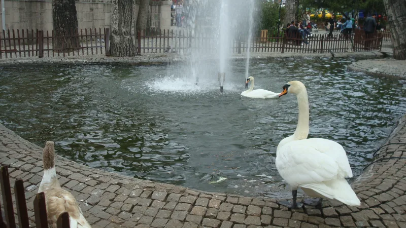 Park Kuğulu – labute v centre Ankary