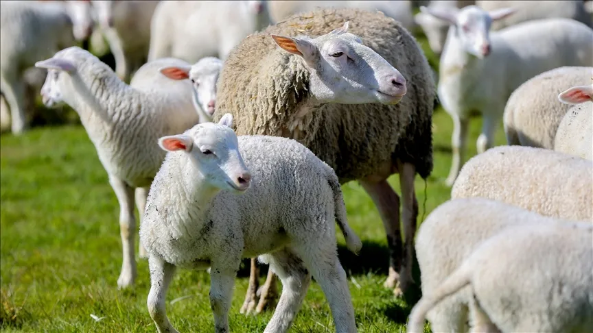 Começaram as inscrições para o projeto «Apoio à Pecuária de Pequeno Gado nas Zonas Rurais»