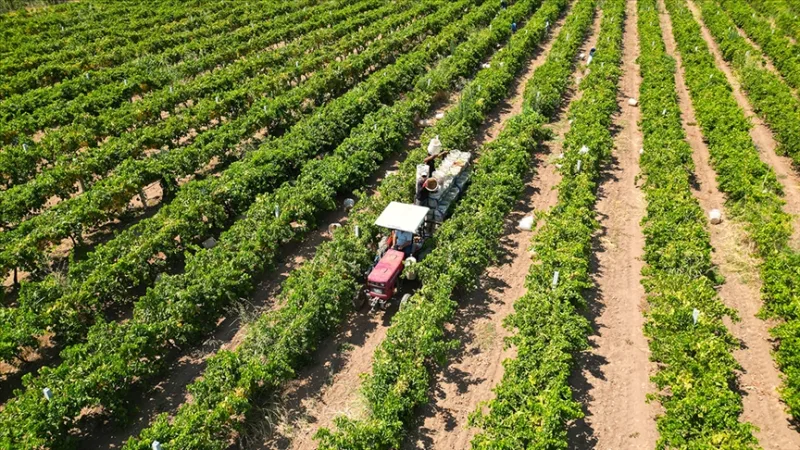 Ma mintegy 17,4 milliárd líra összegű mezőgazdasági támogatást fizetnek ki a gazdáknak