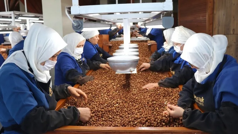 Работницы из Гиресуна и Орду внесли наибольший вклад в экспорт фундука