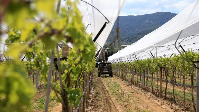 Производители из Манисы защищают свои виноградники с помощью «сеток от града»